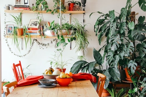 A cozy kitchen corner with hanging plants and a wooden table set with bowls and fruit.